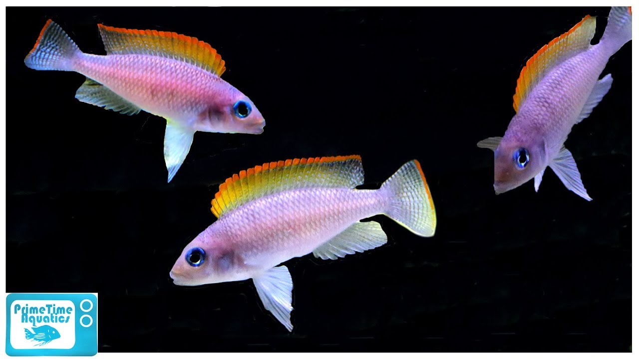 Neolamprologus caudopunctatus Care and Breeding: A Blue-Eyed Beauty!