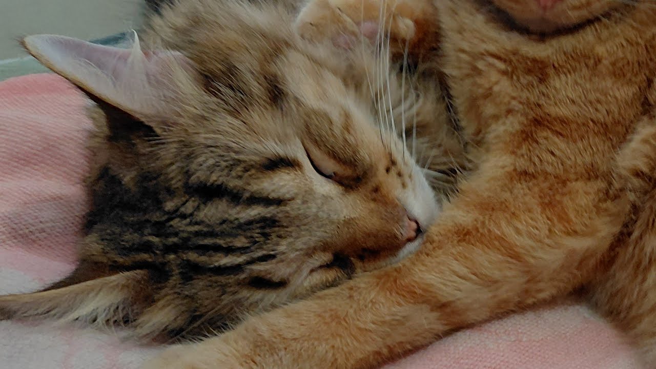 SillylittleKittys is live!🧡👀morning live stream with me and kittys 👀🧡#happylife #happycat