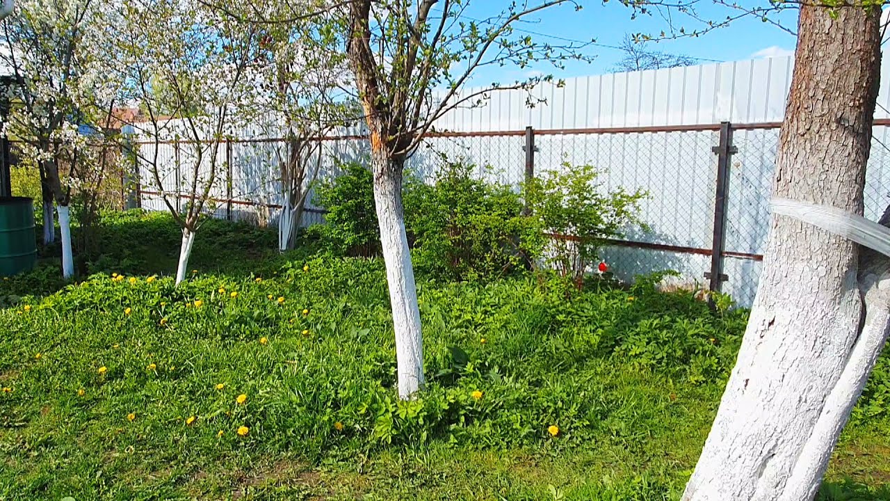 Those Strange Russians! Why do They Paint All Trees White?