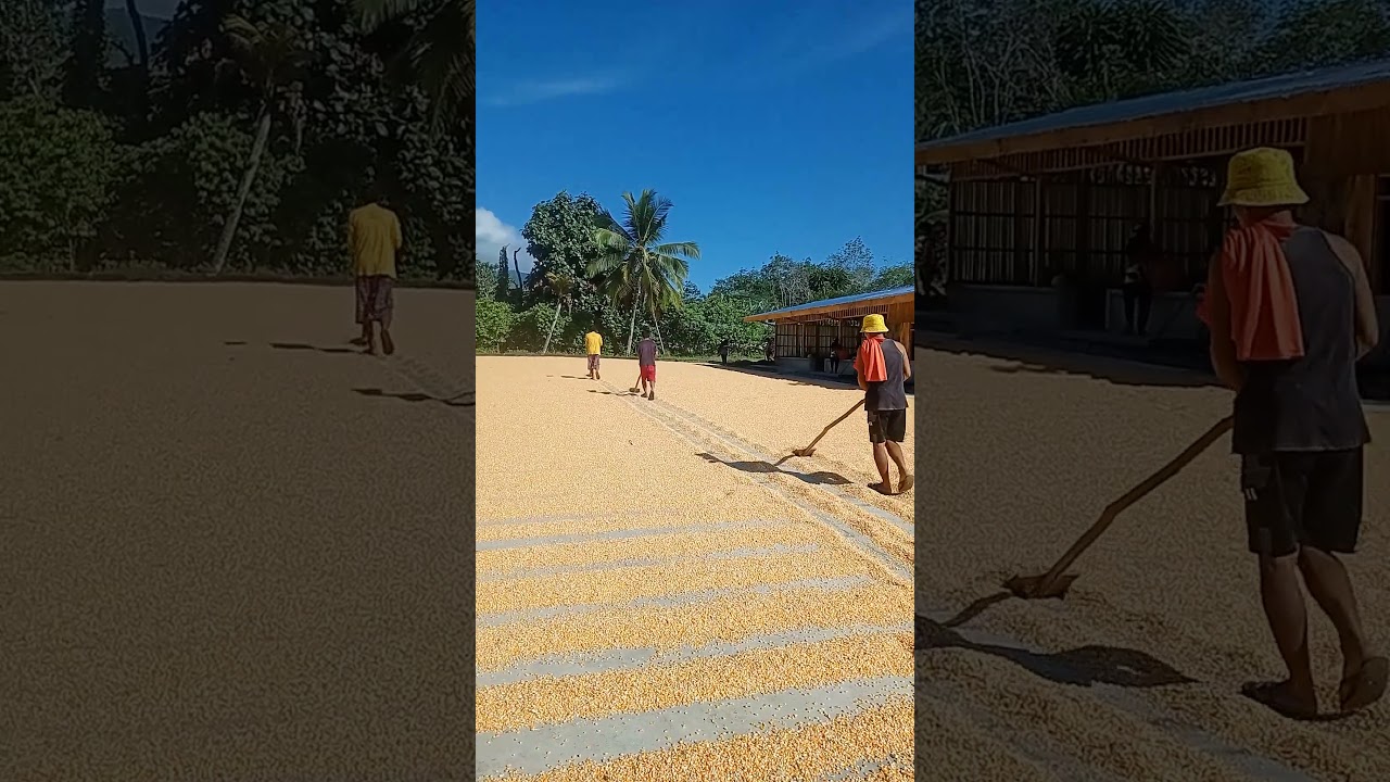 SOLAR DRYING OF CORN