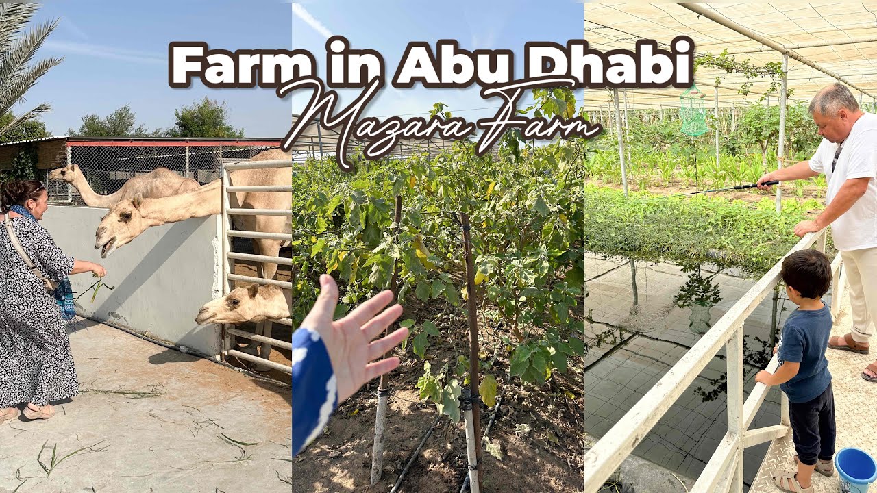 Things to Do in Abu Dhabi with Kids | Mazaraa Farm Experience