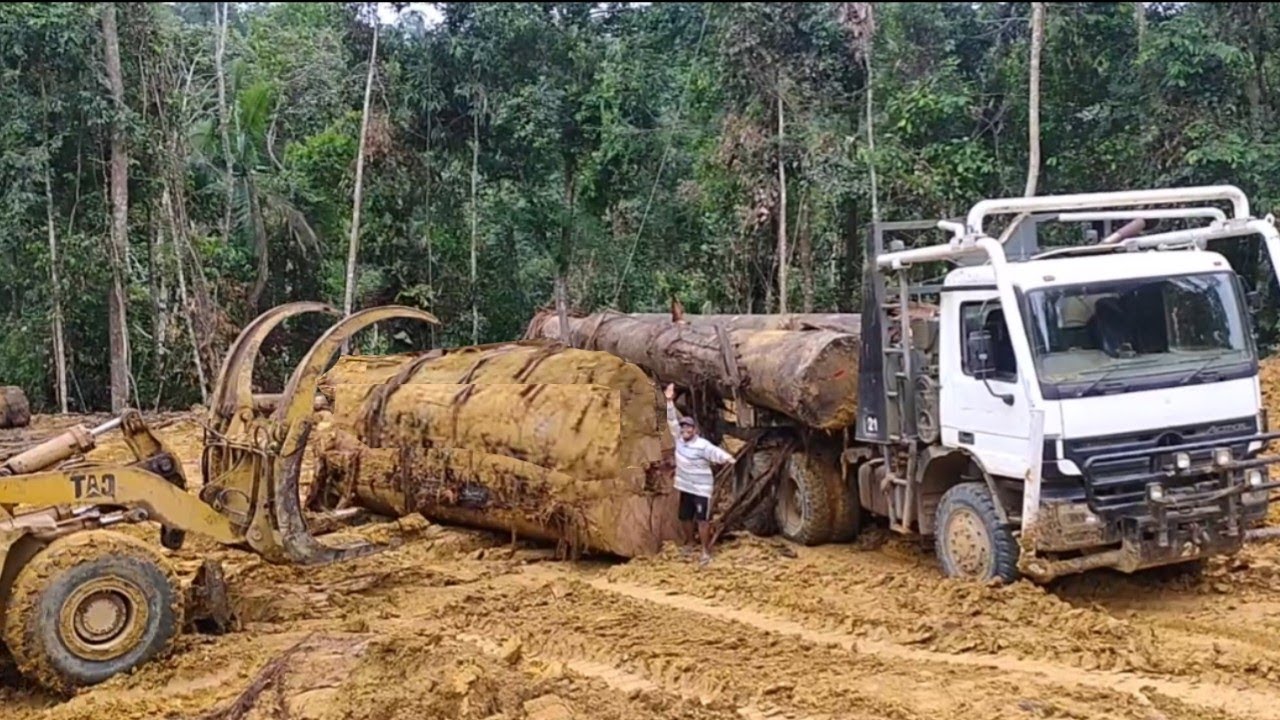 KAYU BESAR RAKSASA !!! Alat berat kewalahan muat di truk logging