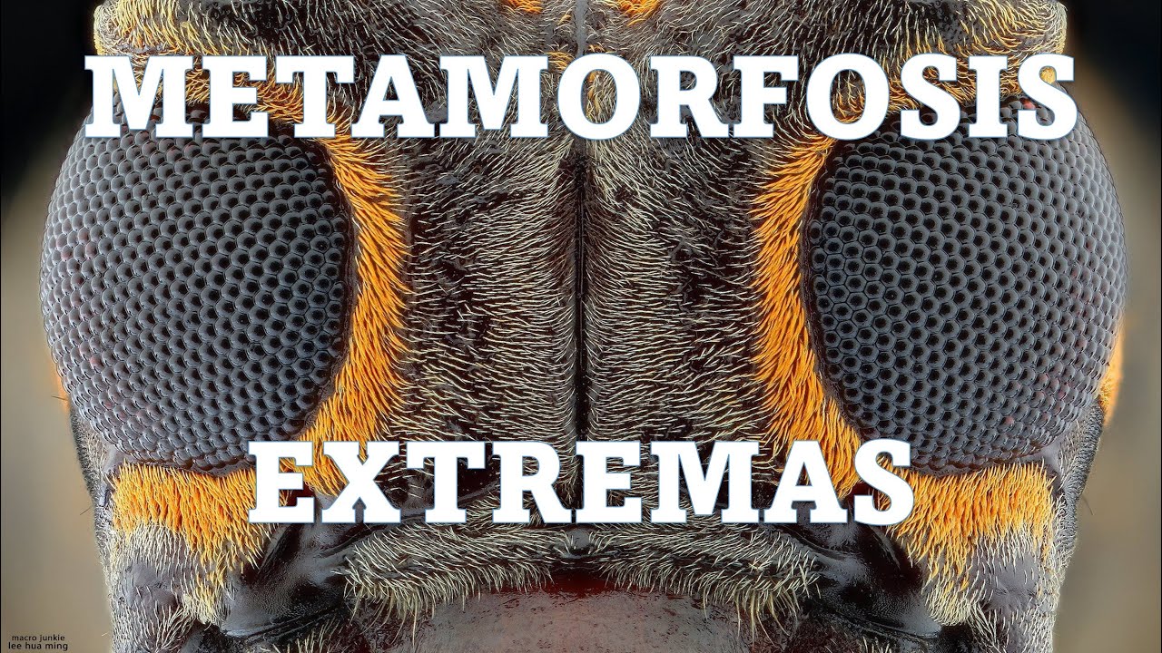 ¿Qué es la Metamorfosis? CASOS EXTREMOS