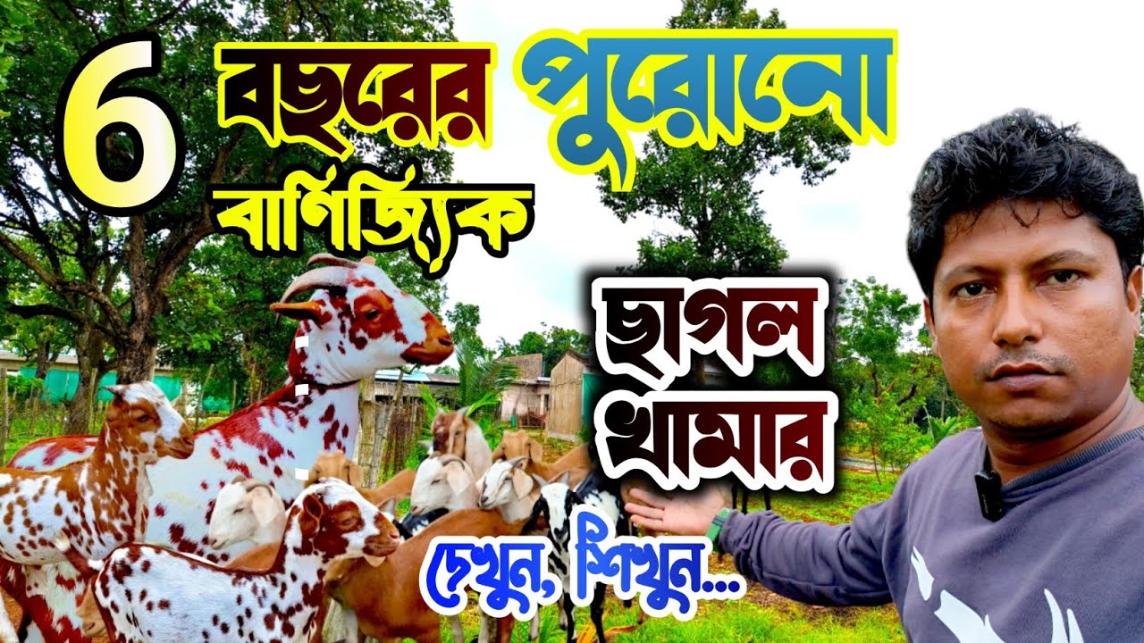 6 বছরের পুরোনো ছাগল খামার || বাণিজ্যিক ছাগল খামার || Commercial Goat Farm