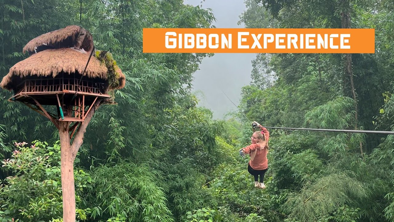The Gibbon Experience in REGENSEIZOEN - Ziplines, Boomhut, Hiking, Jungle fruit en meer...