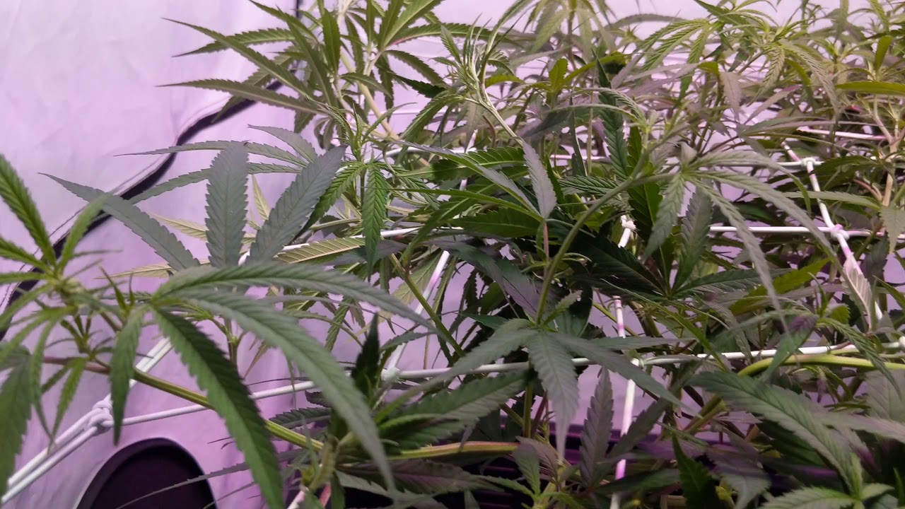 Grow tent scrog net series #6 for grower scrog nets