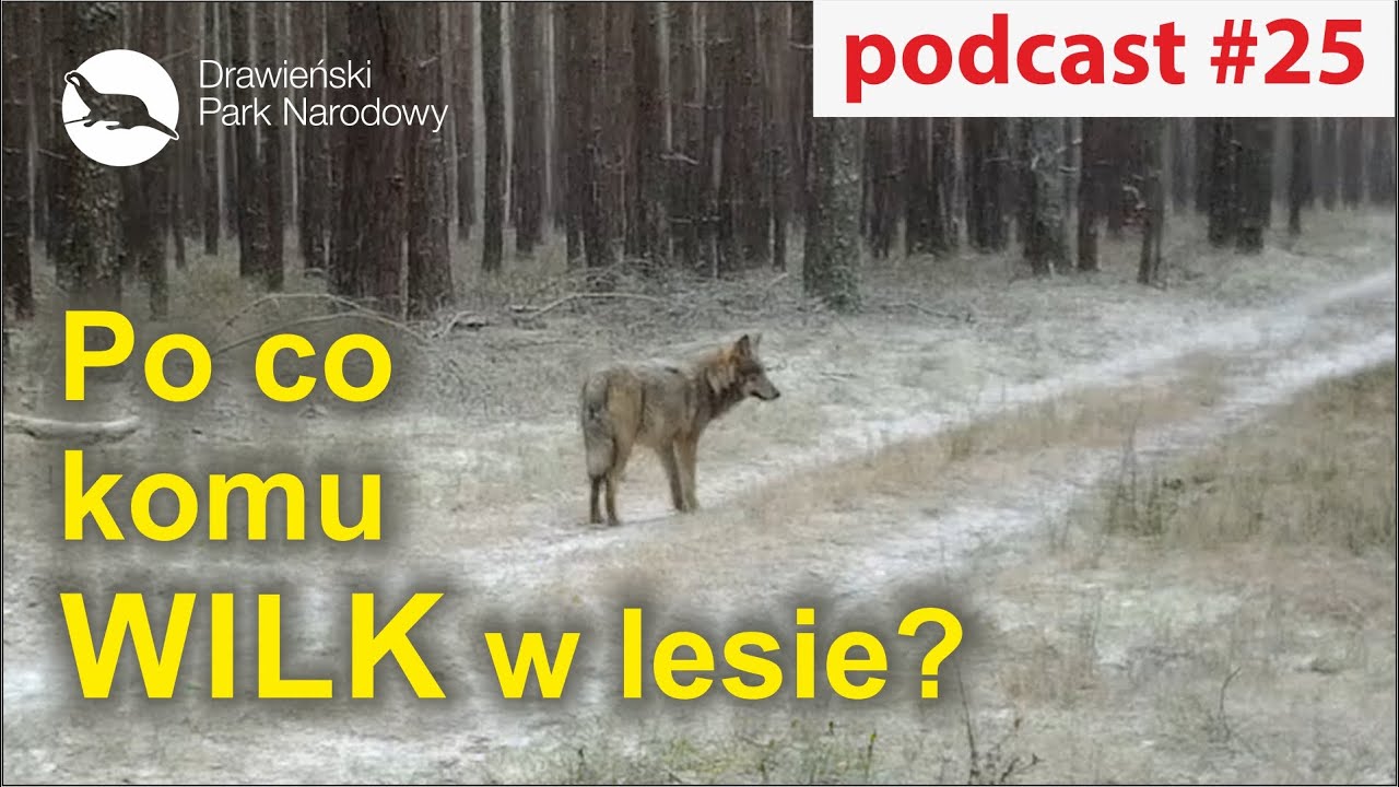 Podcast #25 - Po co komu wilk w lesie?