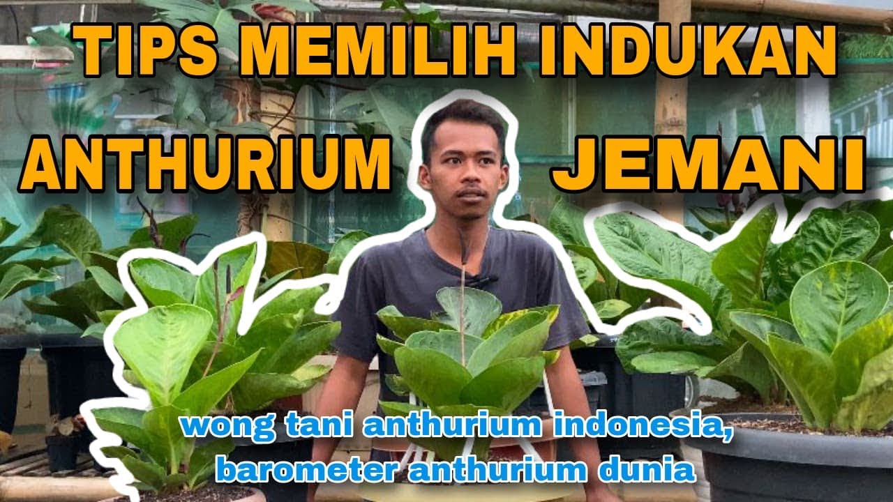 PEMILIHAN INDUKAN ANTHURIUM JEMANI MASA DEPAN | BINTANG NURSERY | BANDUNGAN | KABUPATEN SEMARANG