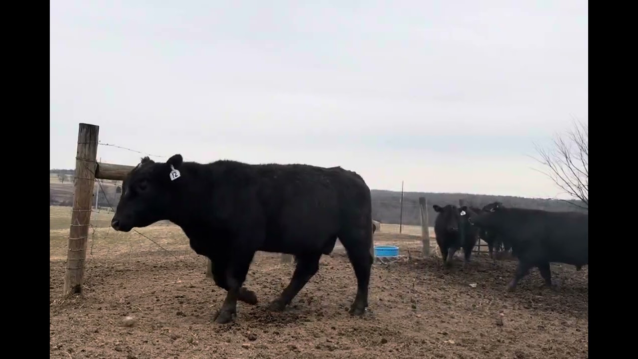 These bulls are ready to work !