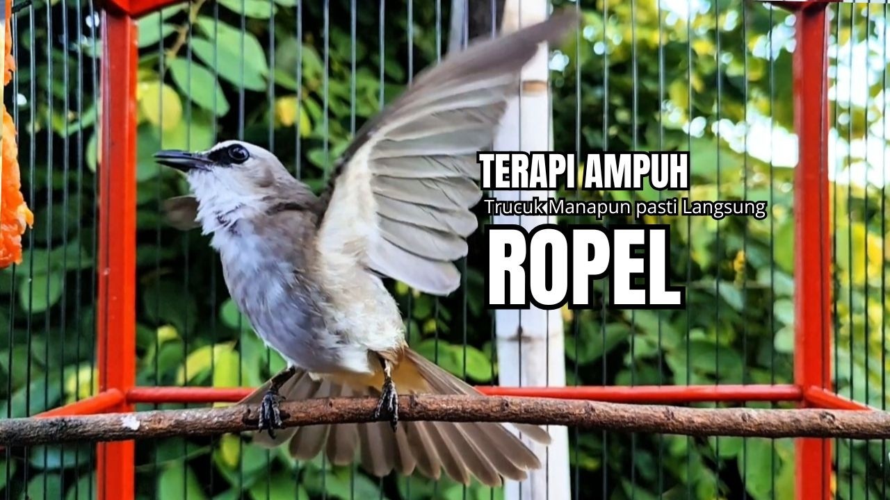 Suara Burung TRUCUKAN gacor TARUNG ROPEL PANJANG pancingan trucukan agar JADI trucuk gacor EMOSI