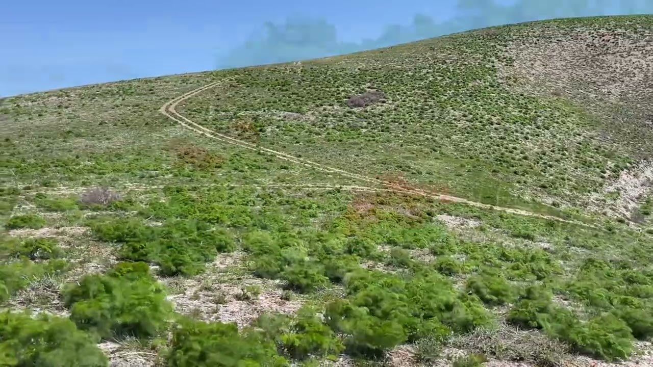 ##قاميش و گه ڵاڵە (گۆجار) 24/4/2024