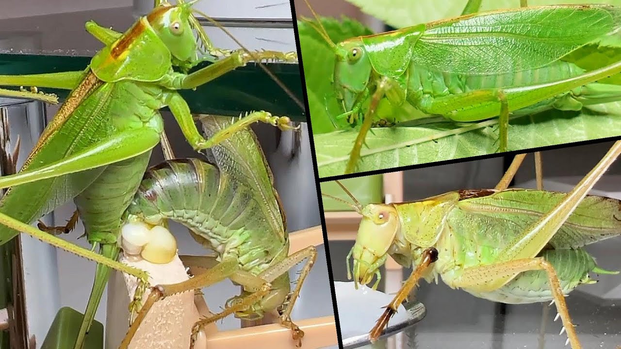 ヤブキリのヤブマイヤーとマリアンヌの３度のロマンス【昆虫の繁殖行動】