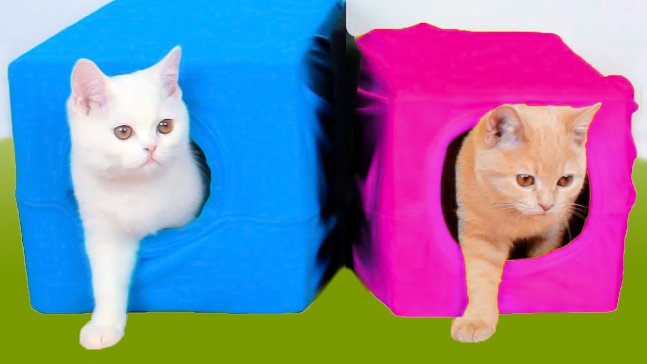 10 Ide Untuk Pemilik Kucing