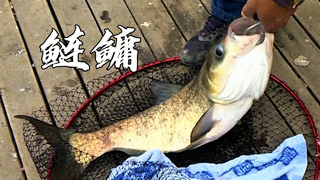 【湖库突击队】萬人垂釣大賽！雨中依舊爆口，向冠軍獎金發起總攻！| 海釣江湖