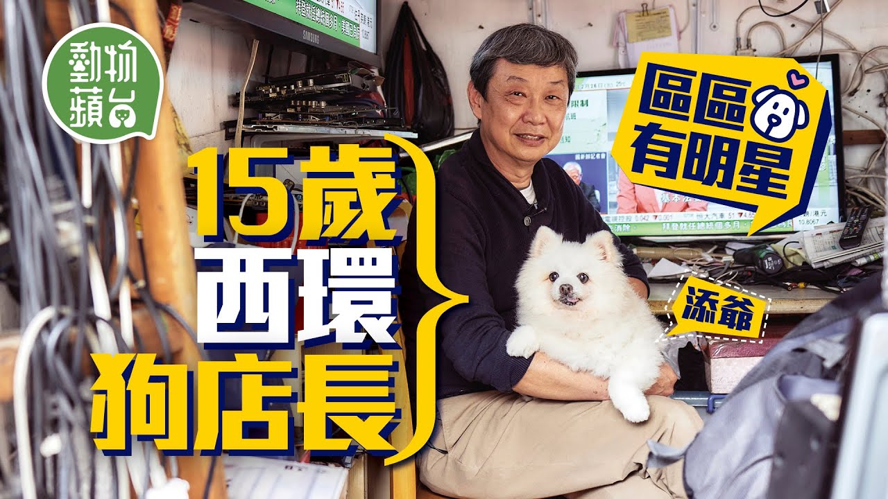 西環狗店長｜十歲皮膚病甩毛被棄養後得領養成狗店長 深受街坊歡迎輪流幫手照顧 #區區有明星 #動物蘋台─果籽 香港 Apple Daily─原刊日期：20210403