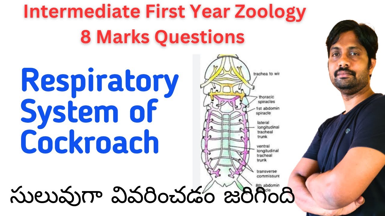 Respiratory System of Cockroach || Inter First Year Zoology Important 8 Marks Quotations