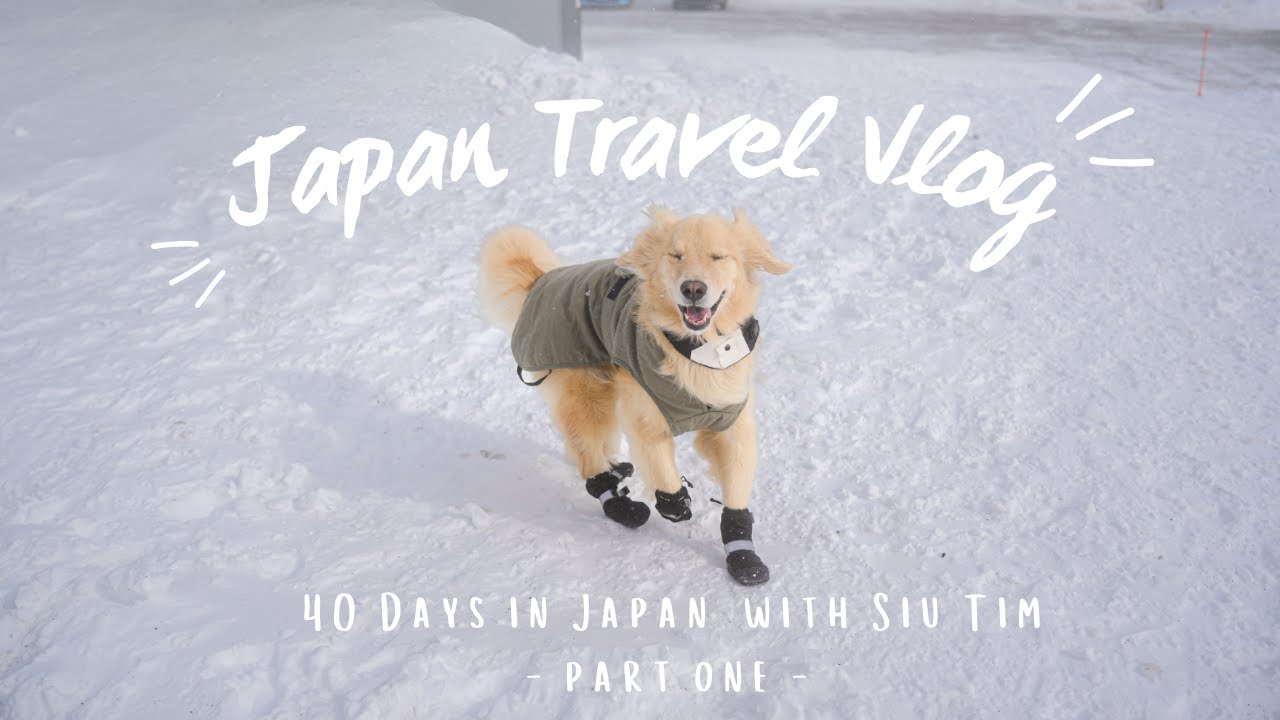Traveling Japan for 40 Days with My Dog | A Hong Kong Golden Retriever’s First Snowy Winter 🇯🇵