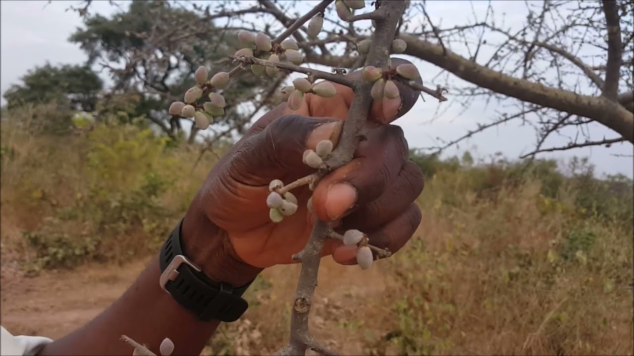 ASMA Commiphora africana AS 120