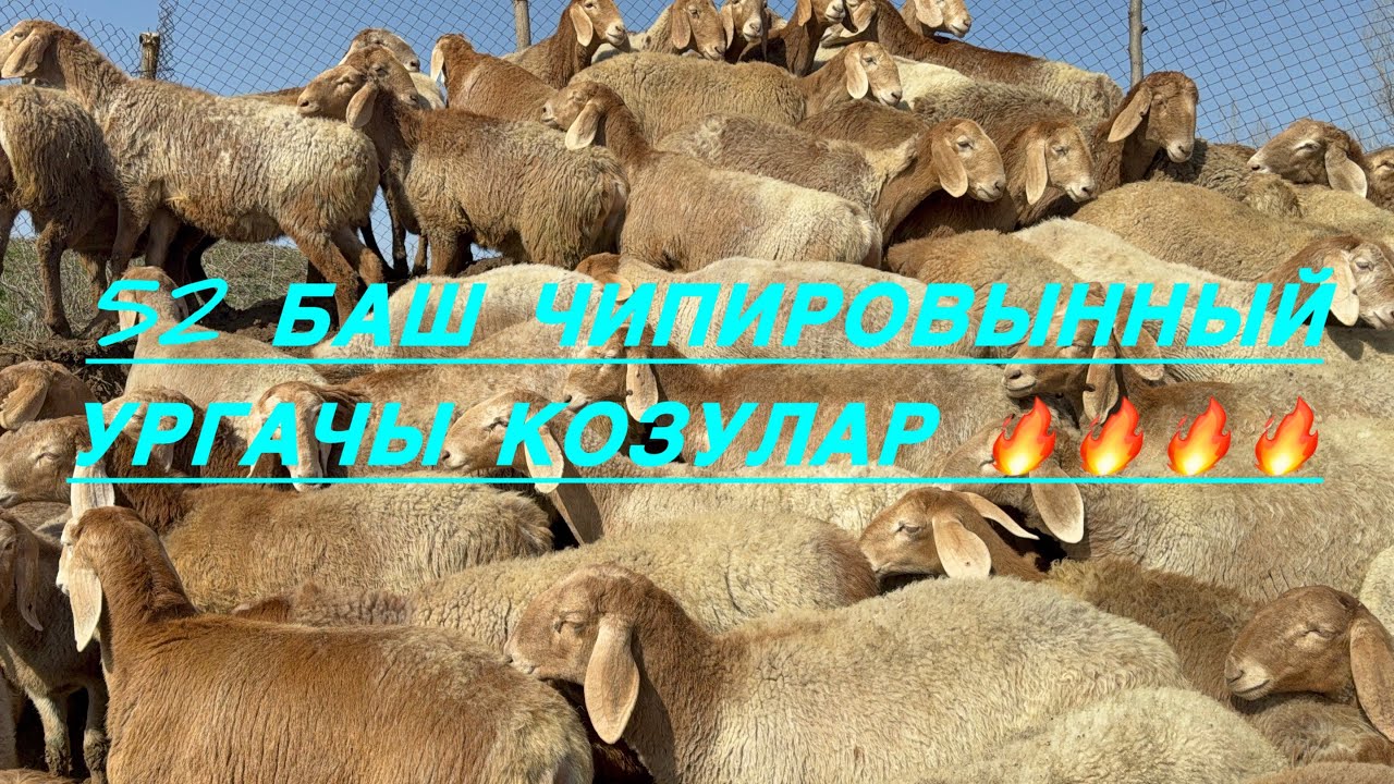 52 баш ургачы козулар сатылат ‪+996 705 606 607‬