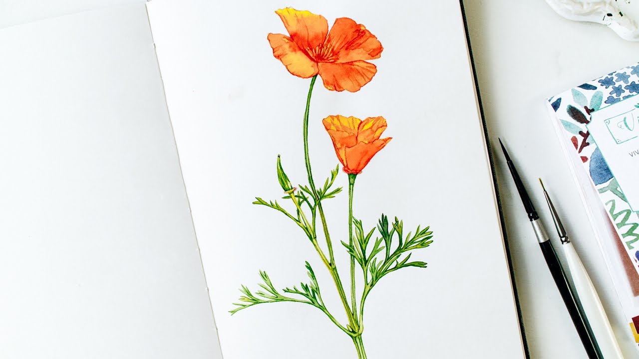 California poppy - watercolor flower painting Time lapse. Paint flowers with me🌼