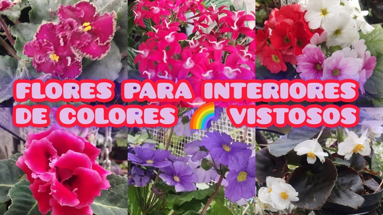 FLORES COLORIDAS PARA INTERIORES ILUMINADOS §LIZZ Y SU VIVERO 