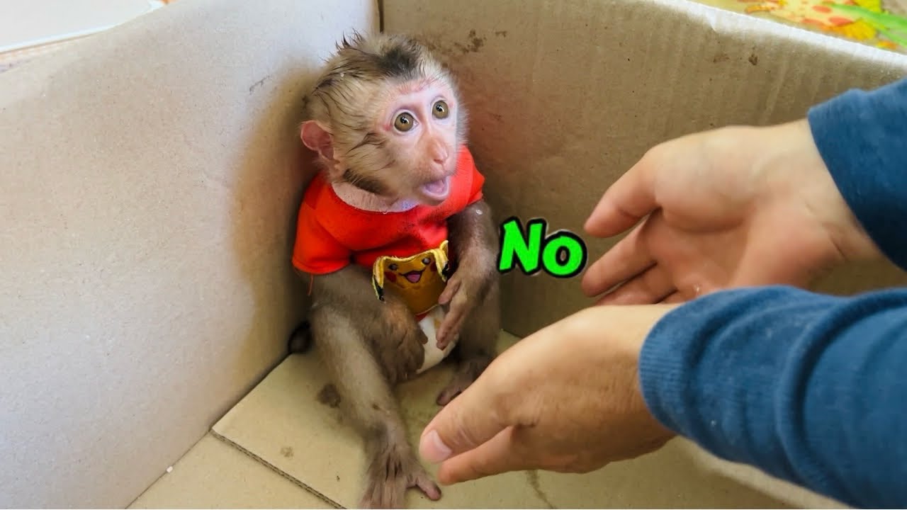 Baby monkey Tina made a mistake and didn't dare go out to see her mother.