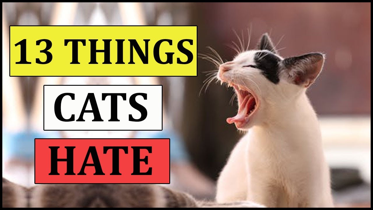 13 THINGS CATS HATE  | ANIMAL GLOBE