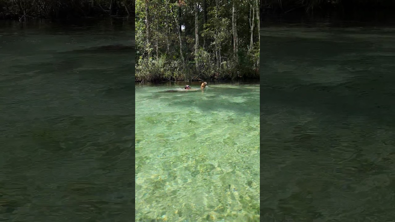 New super predator in the water! #shark dog jet #wildlife #funny #scary #animals #shorts #fyp #viral