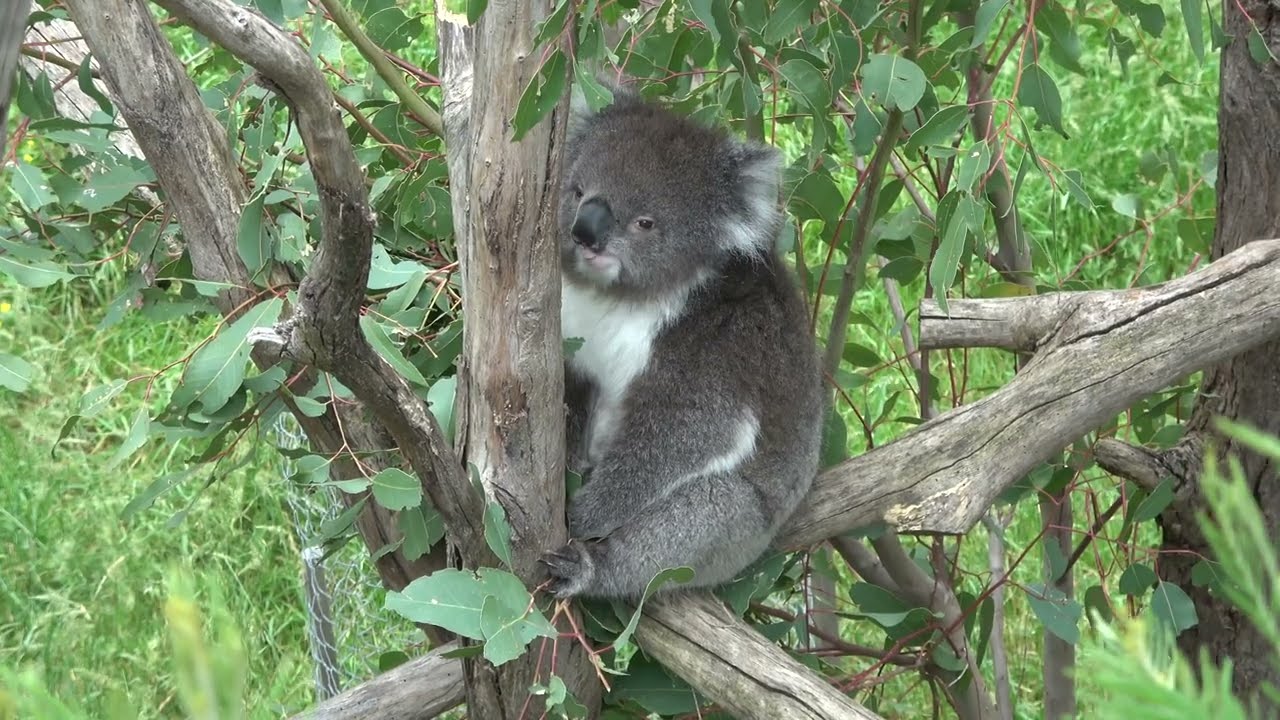 Australia - 2023 - part 4  4K