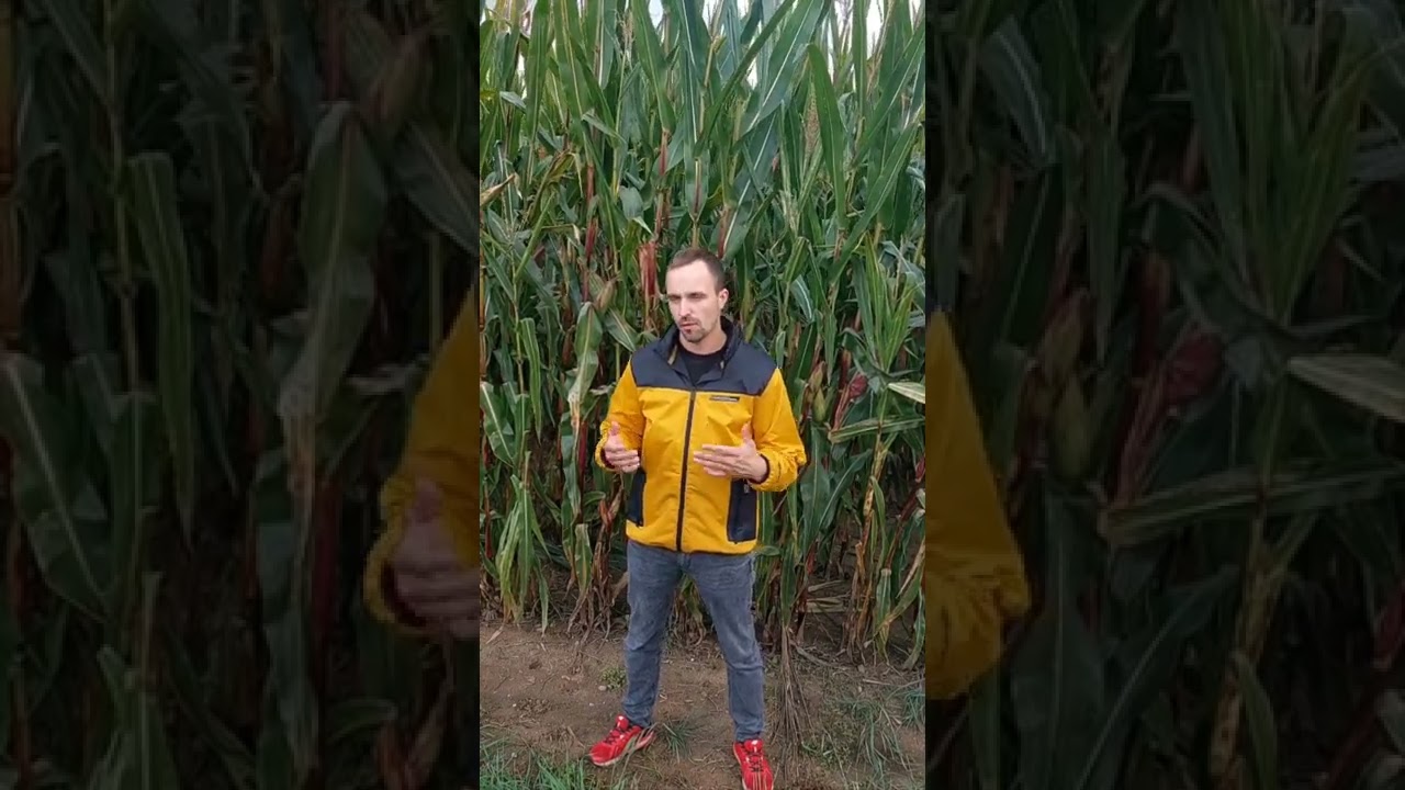 Kukurydza na kiszonkę i ziarno-odmiany. #kukurydza #maize #rolnictwo #wies