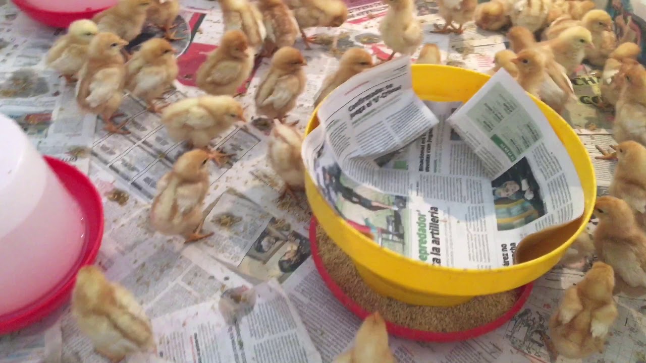 Negocio gallinas ponedoras. 1 semana