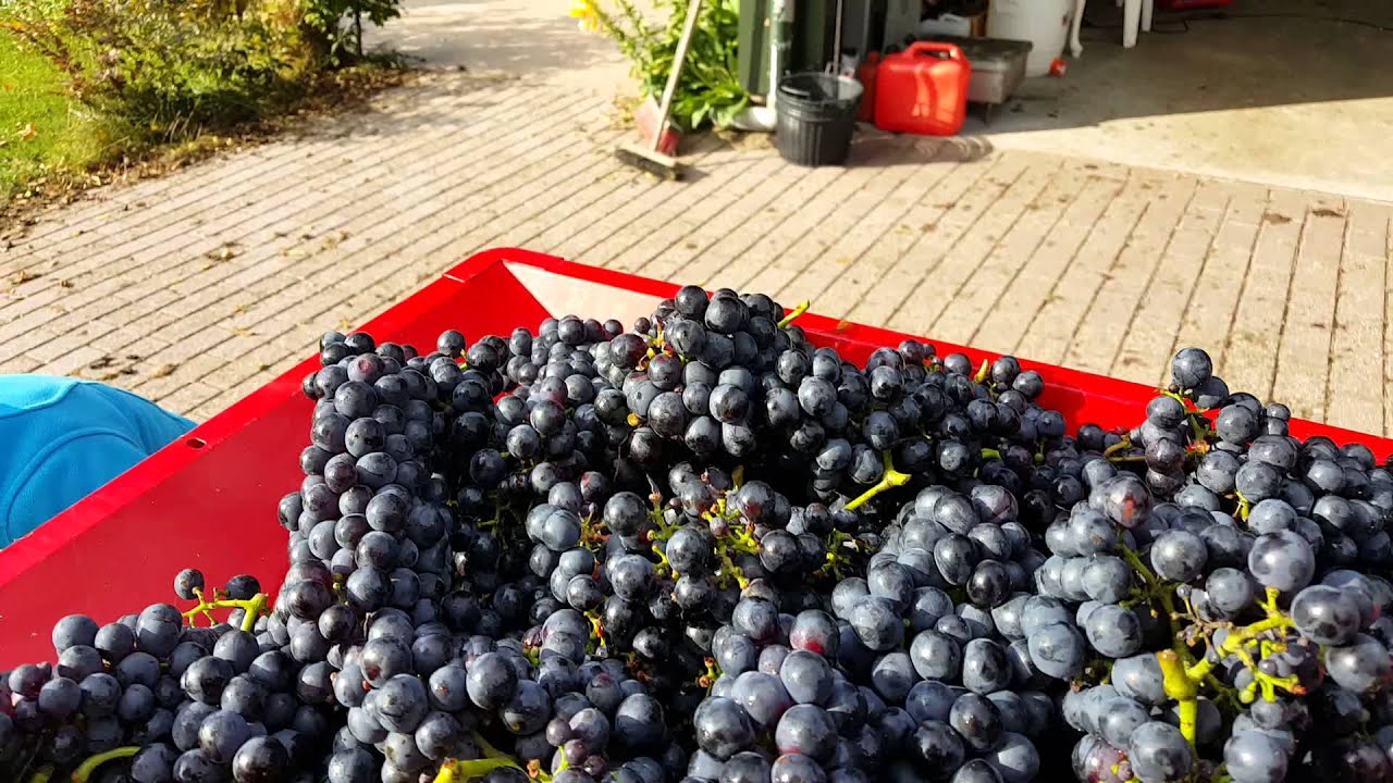 Oogst 2015: Cabernet Cortis -kneuzen en ontstelen.