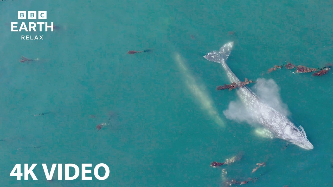 A Peaceful 4K Ocean Journey | Whales in Calm Waters | BBC Earth Relax