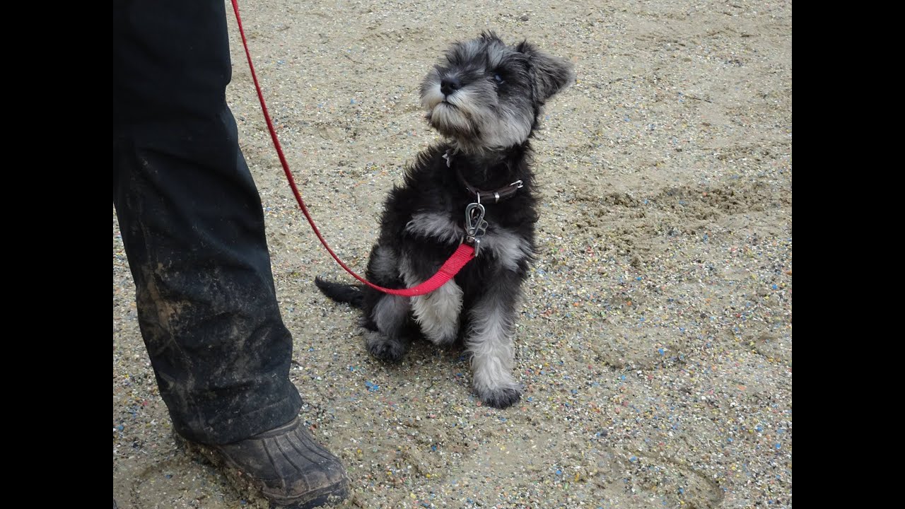 Remy - Miniature Schnauzer Puppy - 2 Week Residential Dog Training at Adolescent Dogs