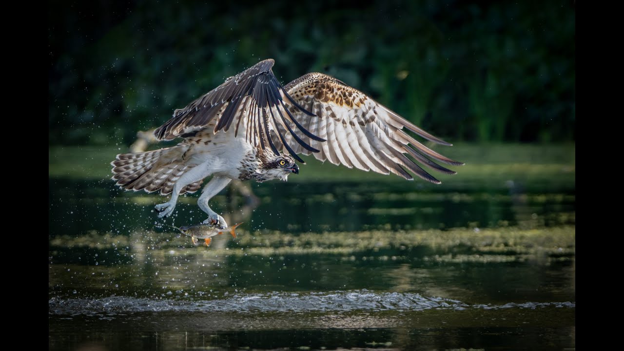 Bird of (Os)Prey & Friends