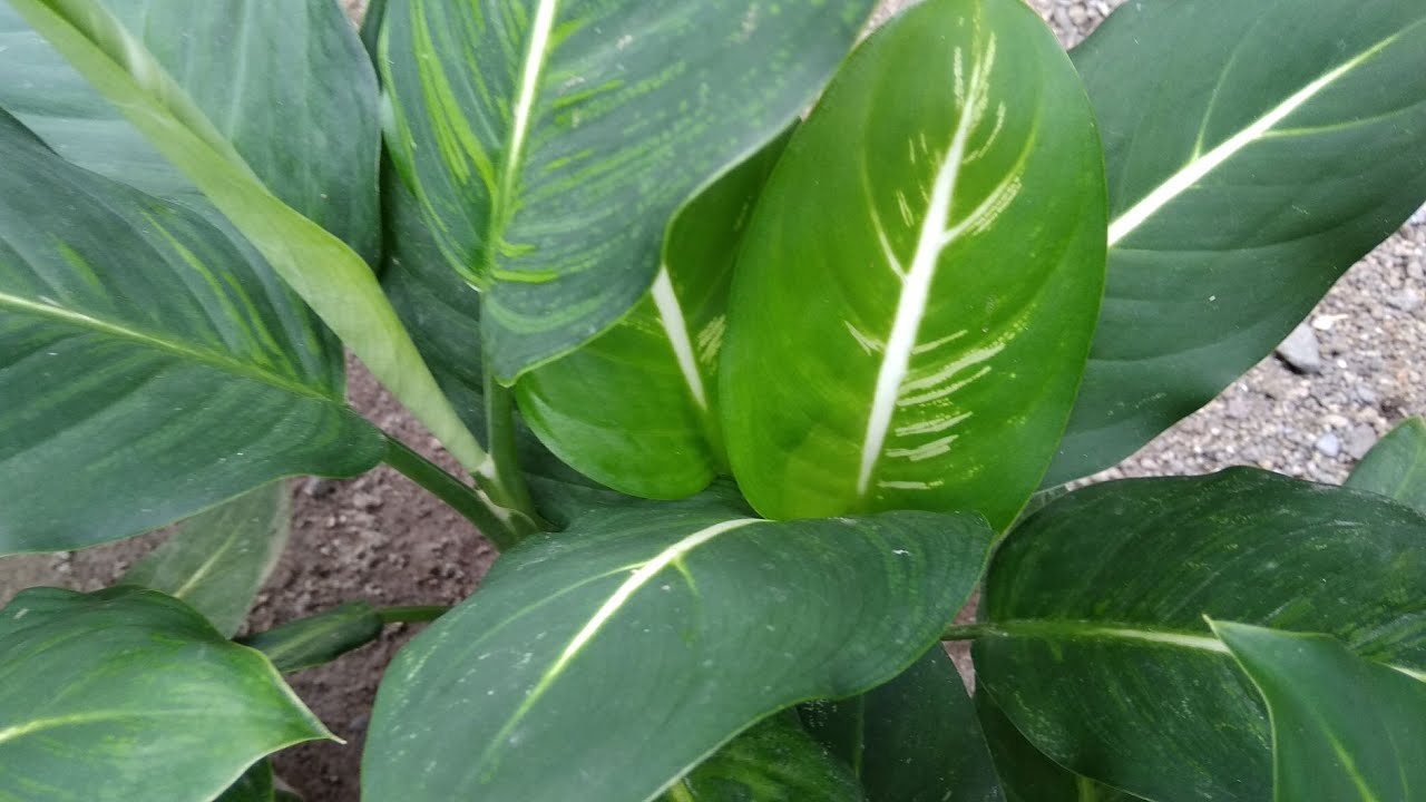 My Dieffenbachia Green Magic from Cutting Propagation