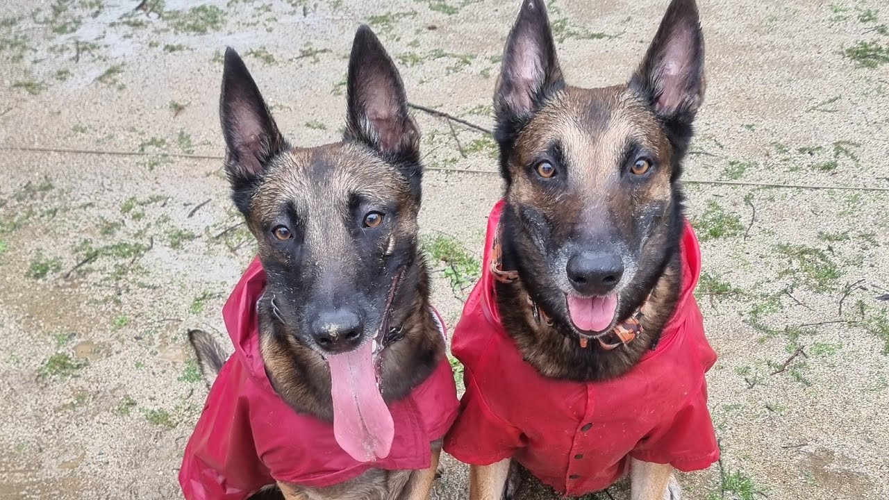 Posiciones con mis 2 Malinois en un día lluvioso.🌧🐕🐕