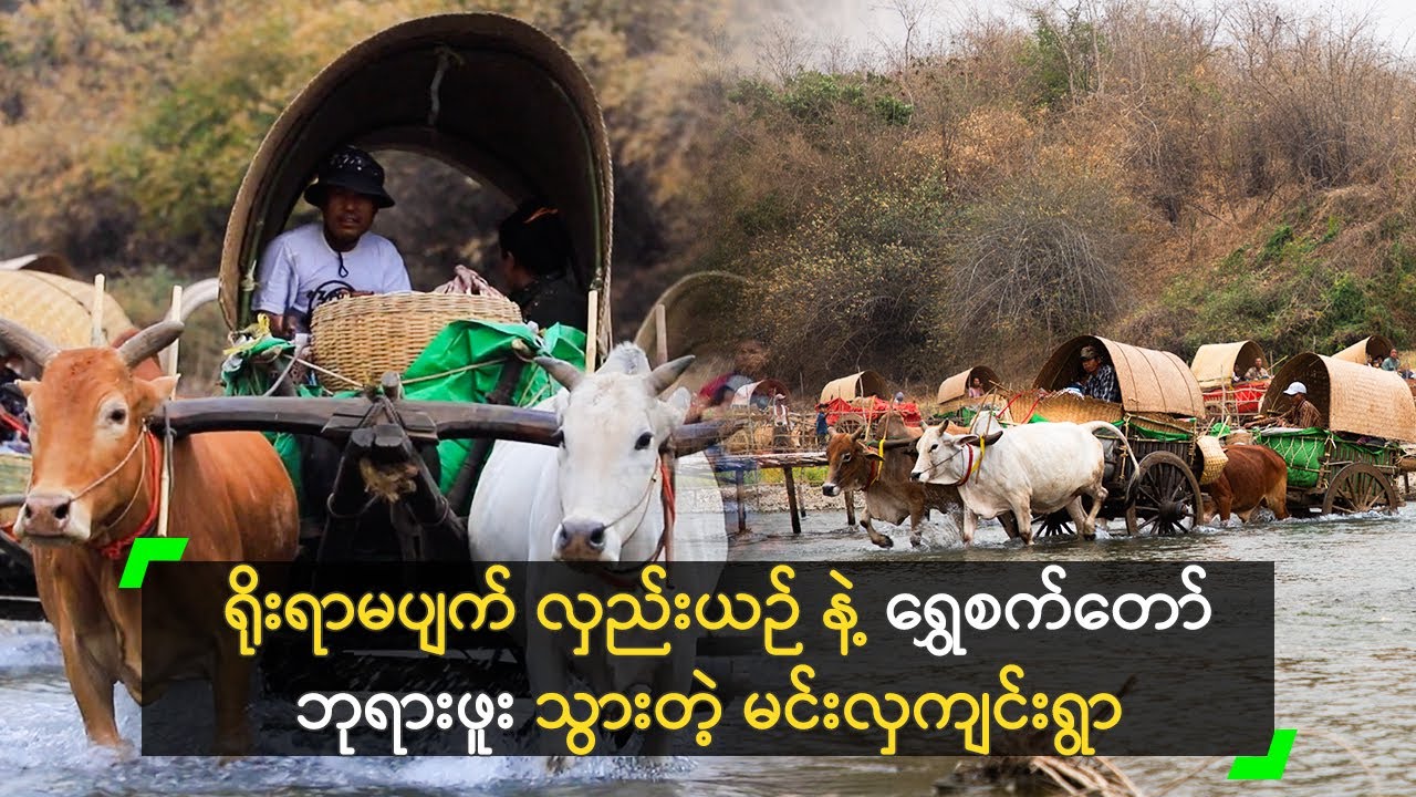 ရိုးရာမပျက် လှည်းယဉ် နဲ့ ရွှေစက်တော်ဘုရားဖူး သွားတဲ့ မင်းလှကျင်းရွာ