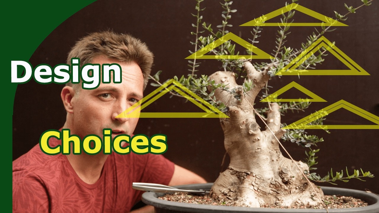 Bonsai Design Choices: Styling an Olive Bonsai