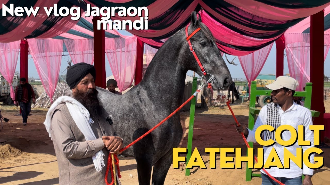 New Vlog 💫Blue Colt 🐴Fatehjung at Jagraon mandi#trending #horse #trendingshorts #new #viral#trend