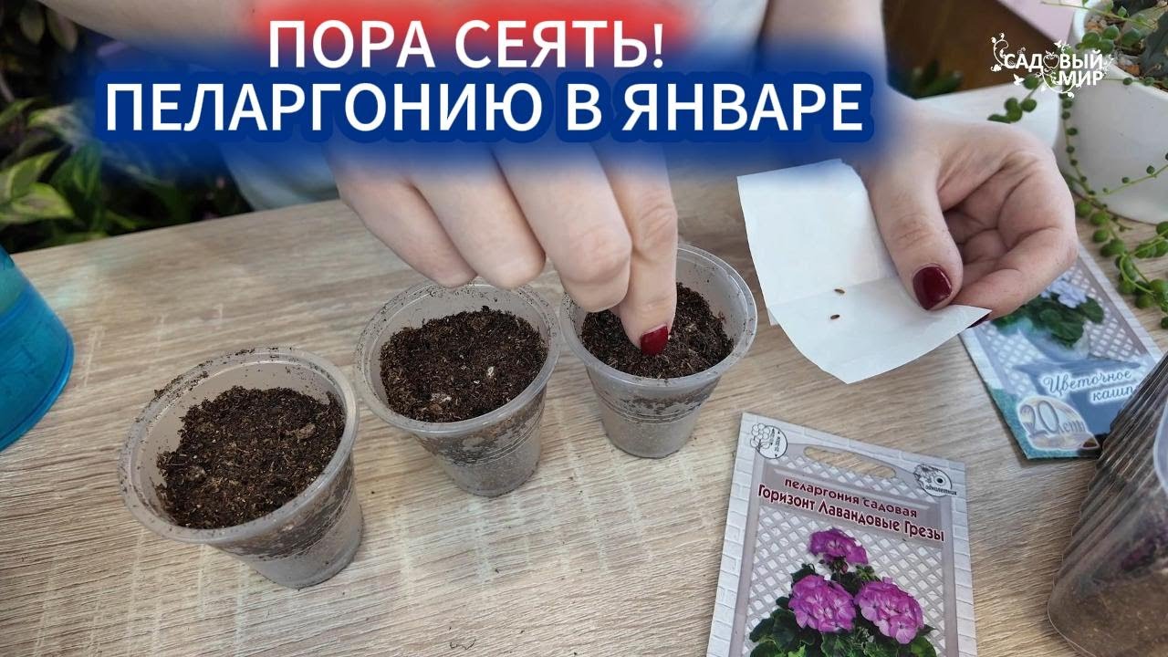 ПОСЕВ ПЕЛАРГОНИИ СЕМЕНАМИ В ЯНВАРЕ - КРАТКАЯ СХЕМА БЕЗ ВОДЫ.