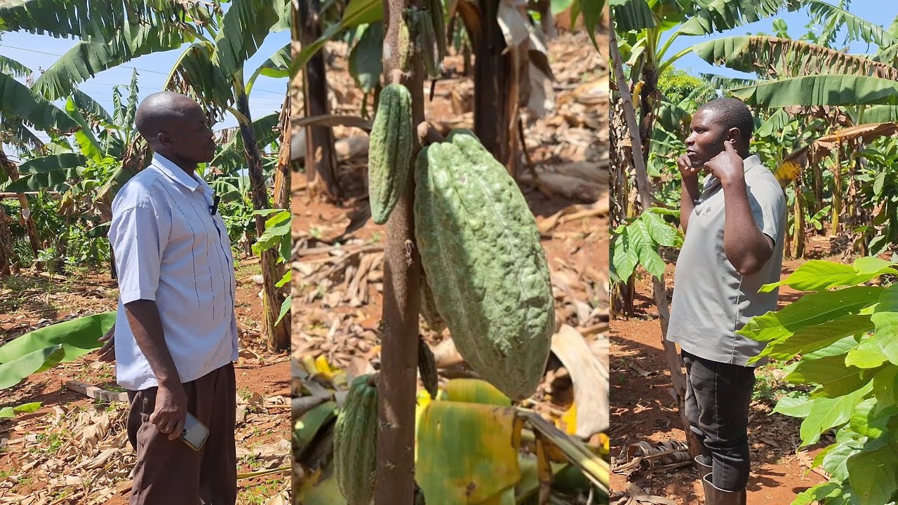 98% Success! How One Farmer Built a Profitable Cocoa & Banana Farm in 18 Months