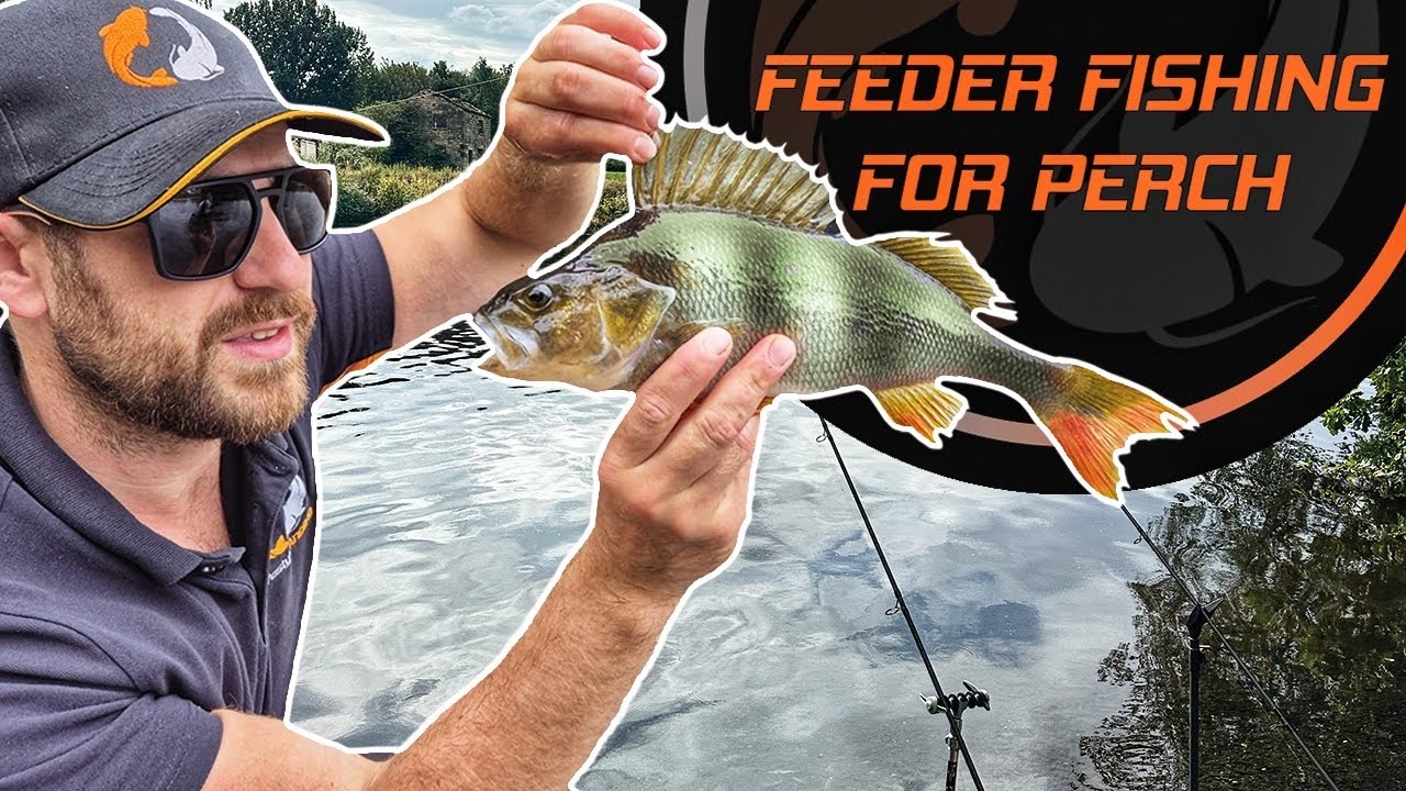 Feeder Fishing For Perch | River Explorer