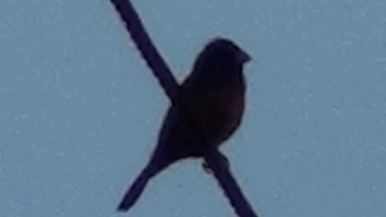 Curi&oacute;,  avinhado, bicudo, peito-roxo, Sporophila angolensis, Aves canoras, vida selvagem,