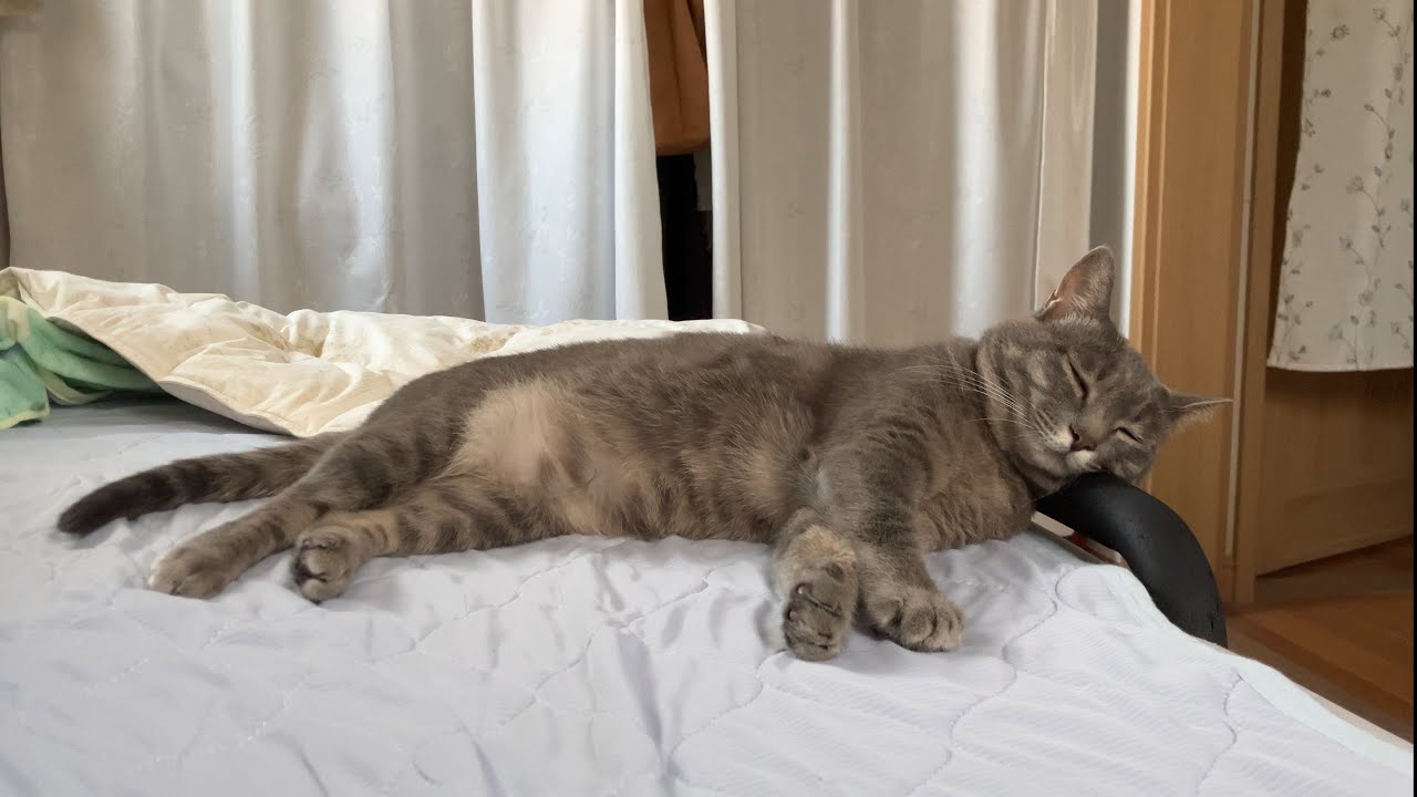 甘えん坊猫「はなちゃん」とばーばの静かで穏やかな夏。