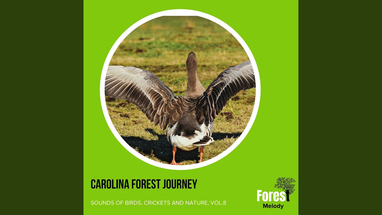 Faithful Whippoorwill