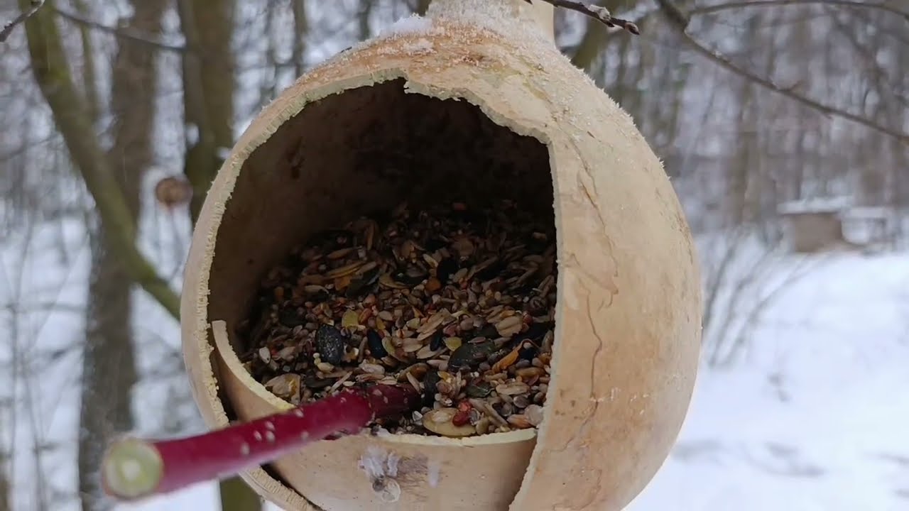 Dokarmianie ptaków zimą. Po co i kto przylatuje do karmnika? #ptaki #karmnik