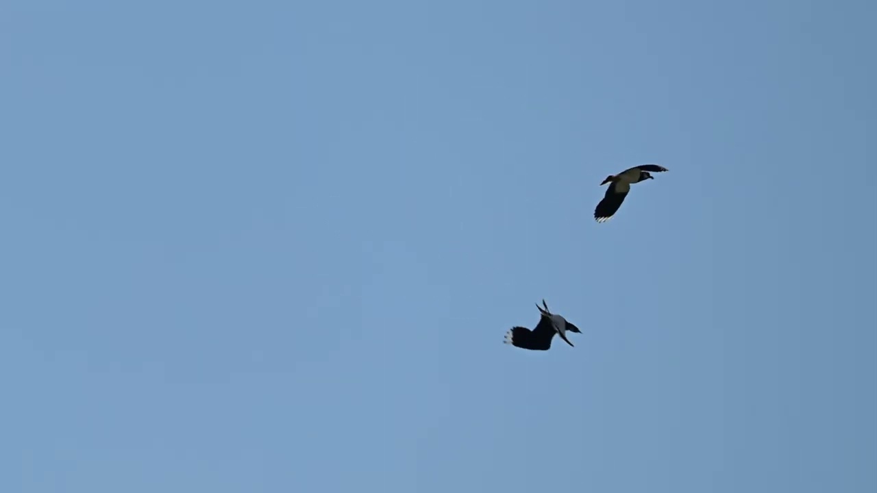 Northern Lapwing display flight - Pavoncella