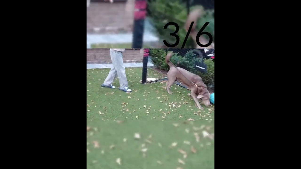 Honden challenge