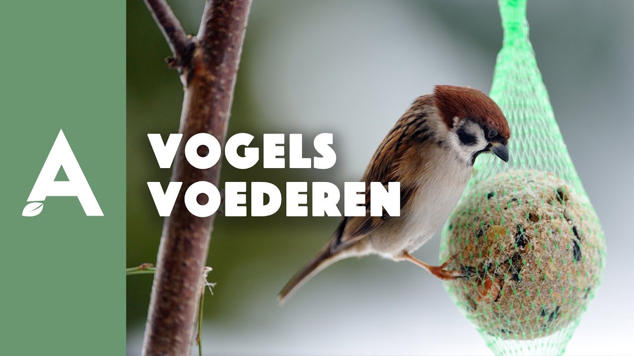Hoe en wanneer vogels voederen? I Een groener thuis! #77 I Angelo Dorny